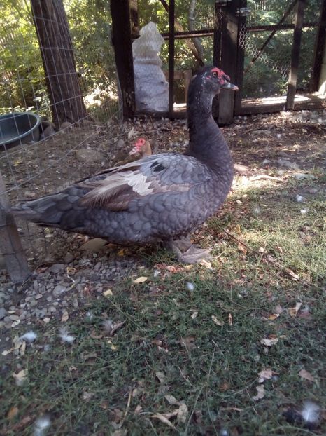  - Rate lesesti albastre 2016-2017