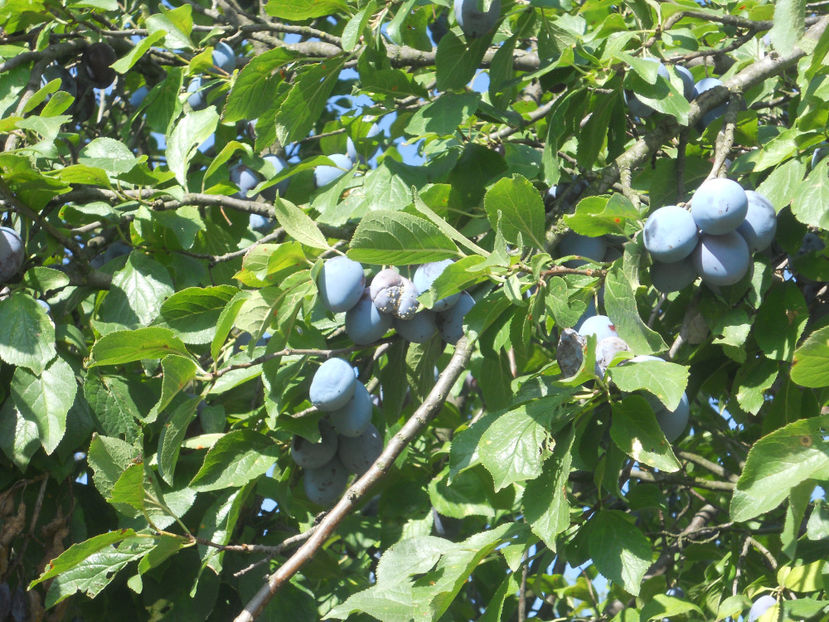  - Recolta prune 2017