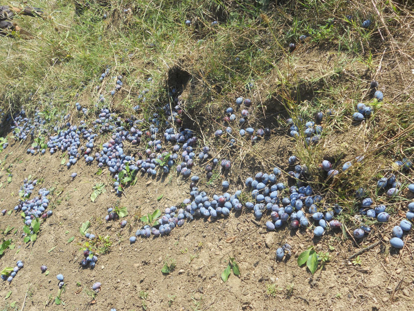  - Recolta prune 2017
