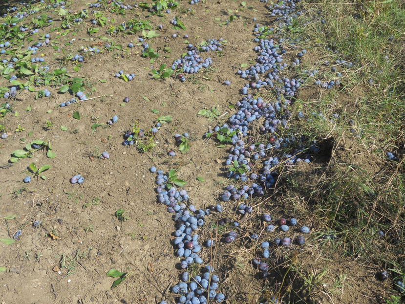  - Recolta prune 2017