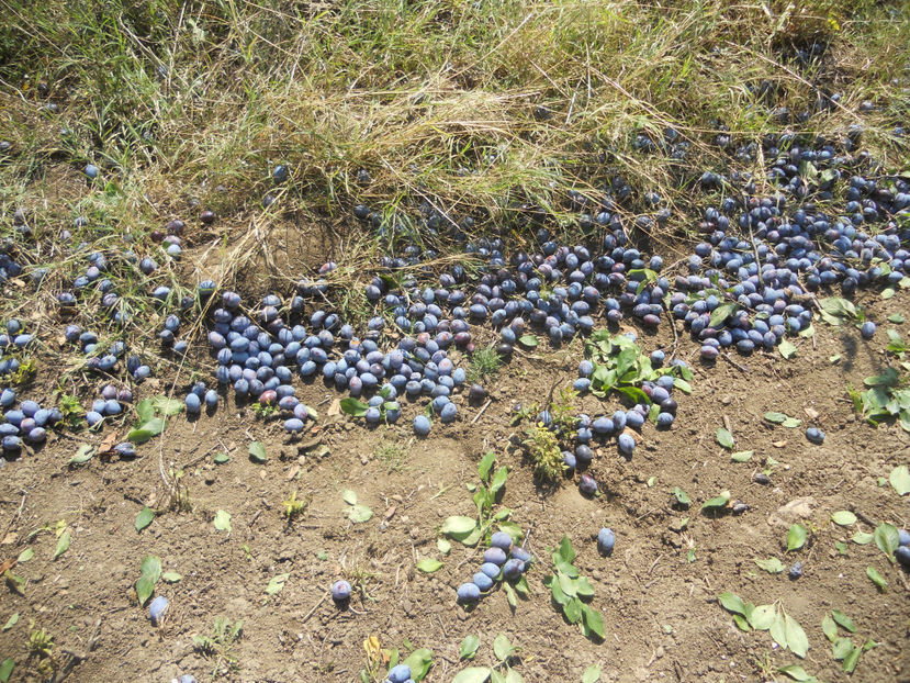  - Recolta prune 2017