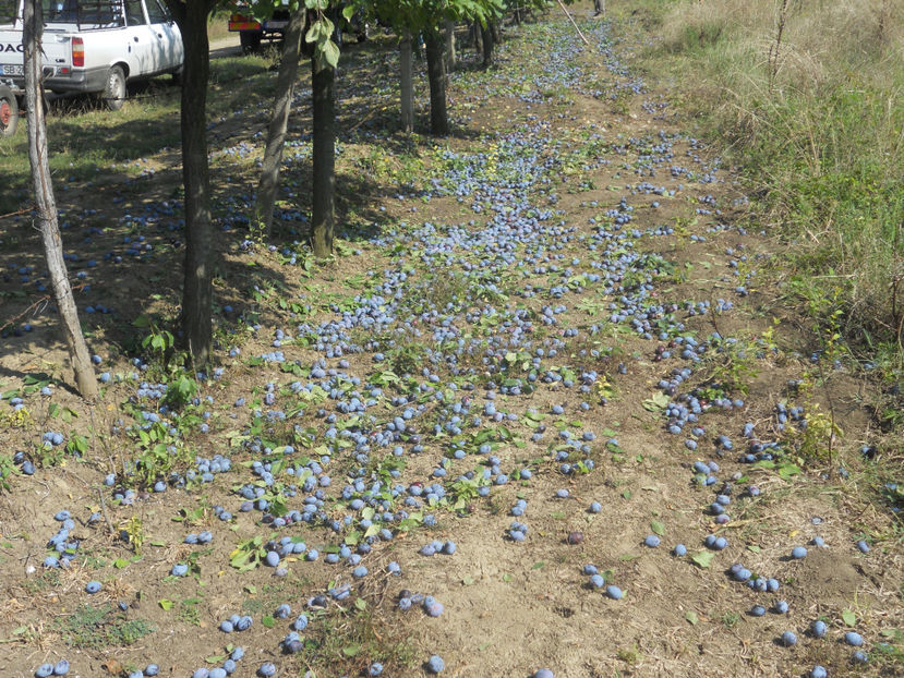  - Recolta prune 2017