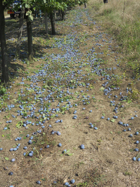  - Recolta prune 2017