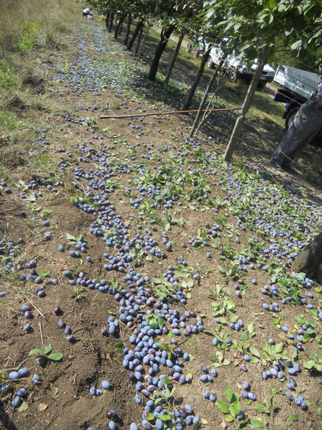  - Recolta prune 2017