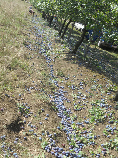  - Recolta prune 2017