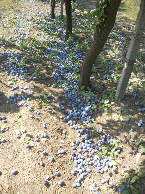  - Recolta prune 2017