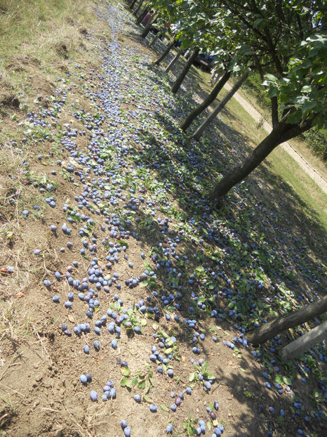  - Recolta prune 2017