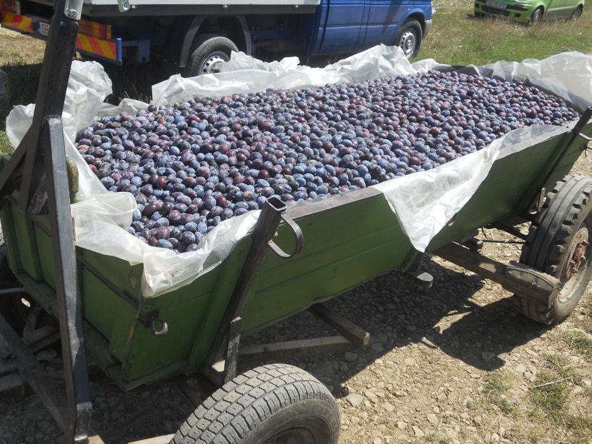  - Recolta prune 2017
