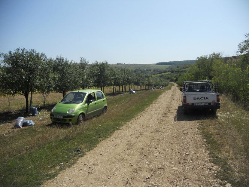  - Recolta prune 2017