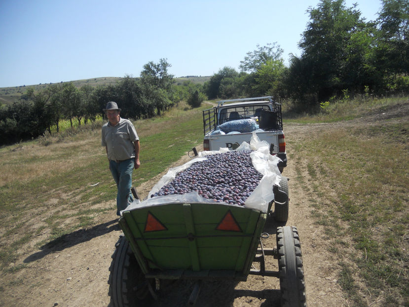  - Recolta prune 2017