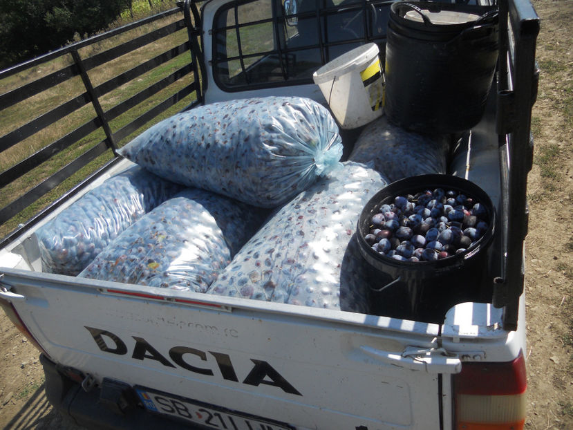  - Recolta prune 2017