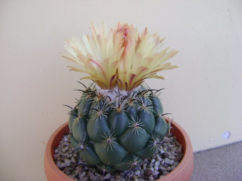 Coryphanta calipensis - Cactusi 2017 continuare