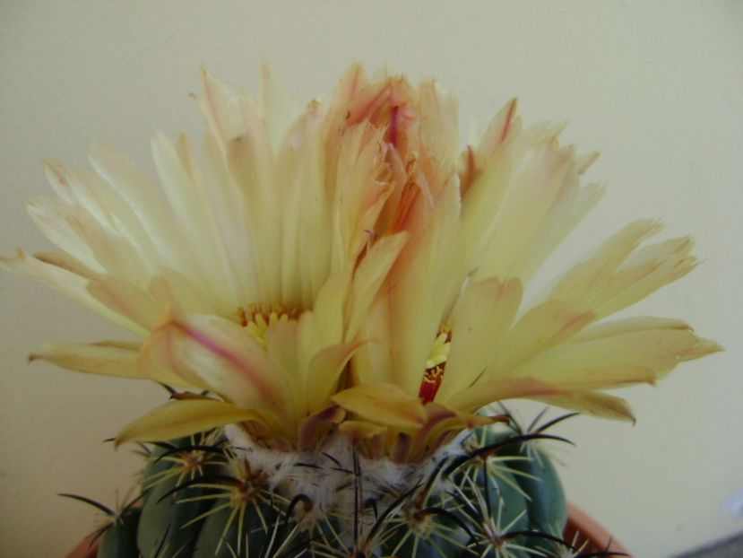 Coryphanta calipensis - Cactusi 2017 continuare