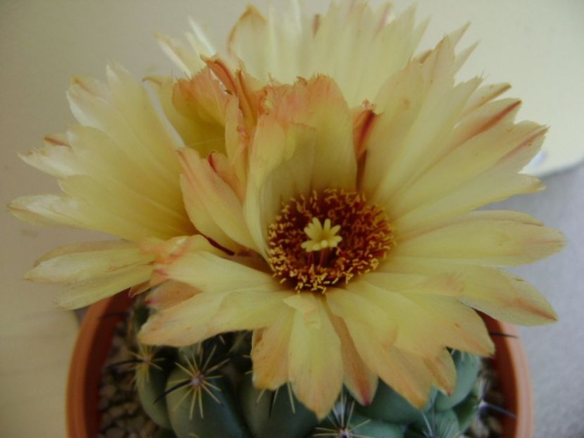 Coryphanta calipensis - Cactusi 2017 continuare