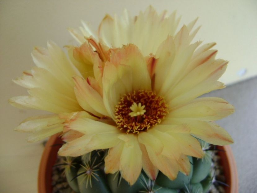 Coryphanta calipensis - Cactusi 2017 continuare
