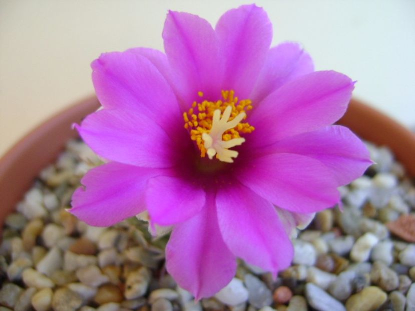 Mammillaria schumannii v. globosa - Cactusi 2017 continuare