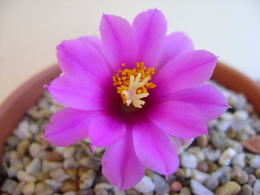 Mammillaria schumannii v. globosa - Cactusi 2017 continuare