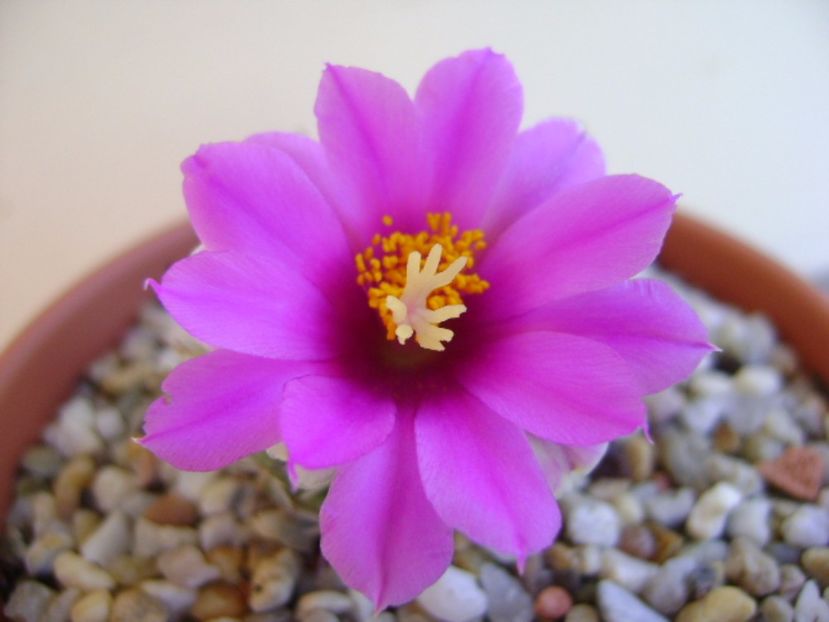 Mammillaria schumannii v. globosa - Cactusi 2017 continuare