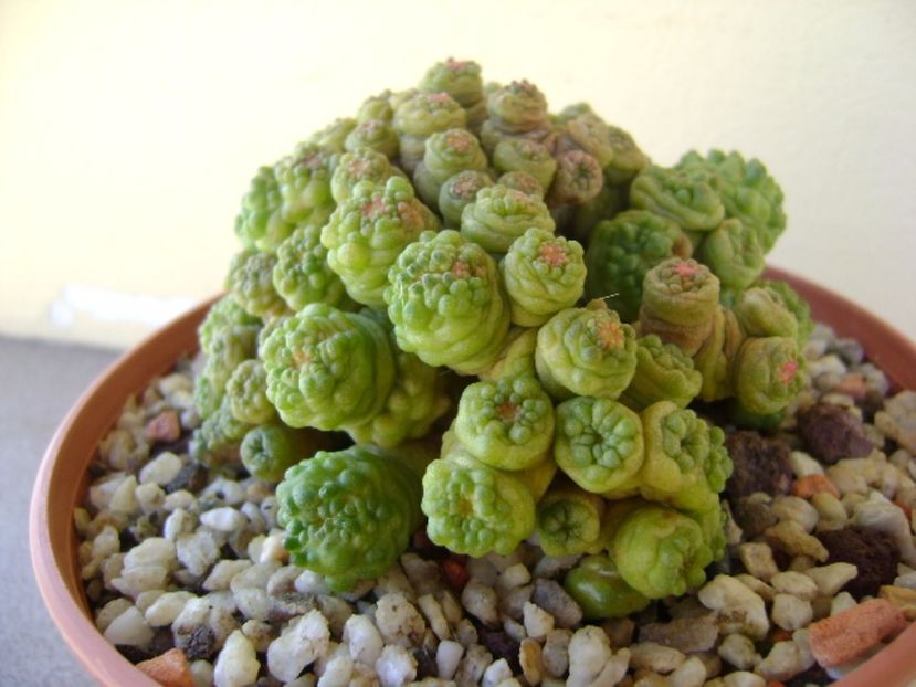 Mammillaria bocasana cv. Fred - Cactusi 2017 continuare