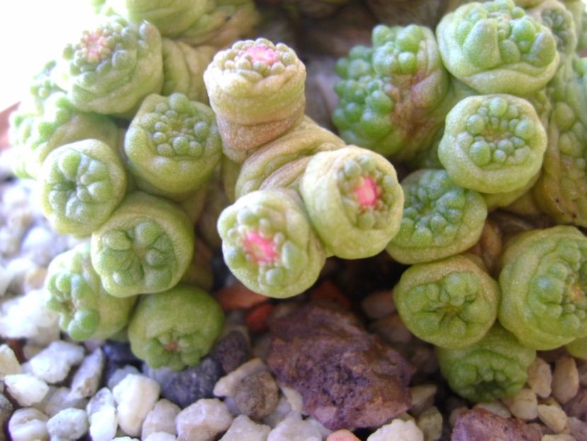 Mammillaria bocasana cv. Fred - Cactusi 2017 continuare