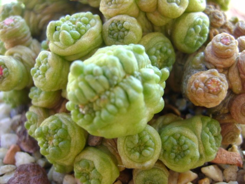Mammillaria bocasana cv. Fred - Cactusi 2017 continuare