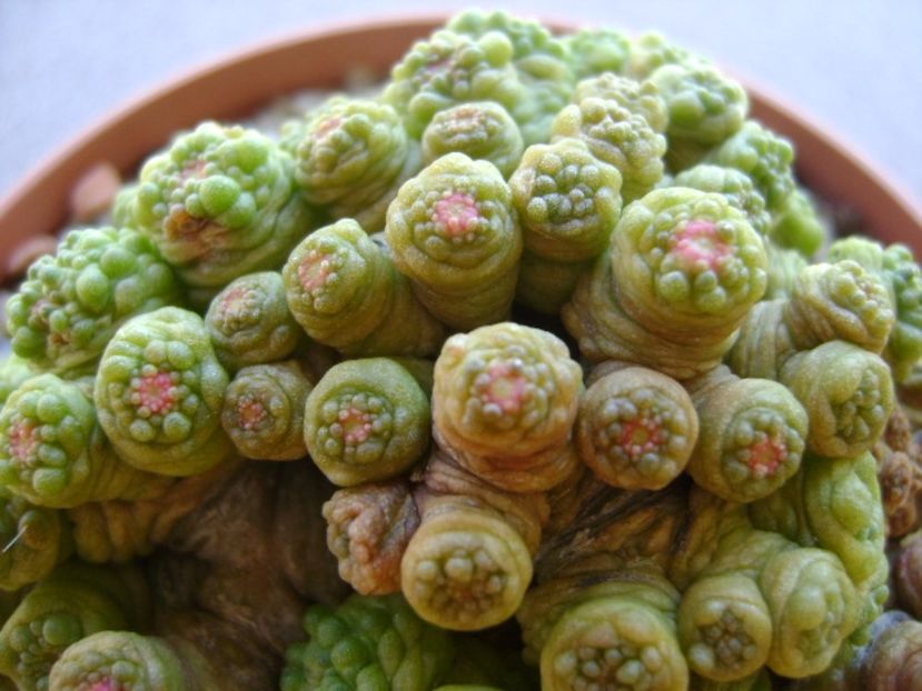 Mammillaria bocasana cv. Fred - Cactusi 2017 continuare