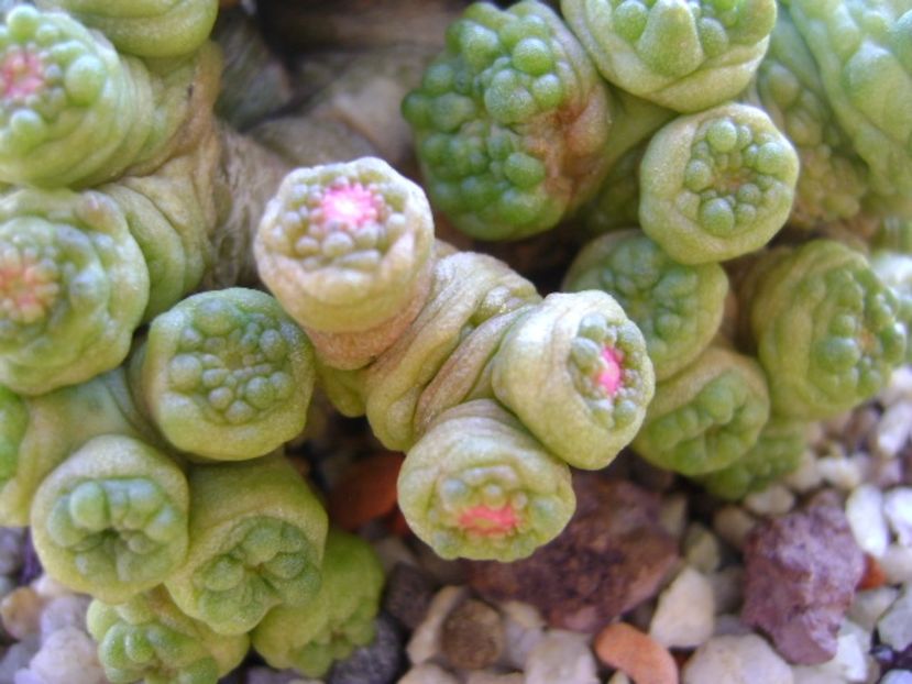 Mammillaria bocasana cv. Fred - Cactusi 2017 continuare