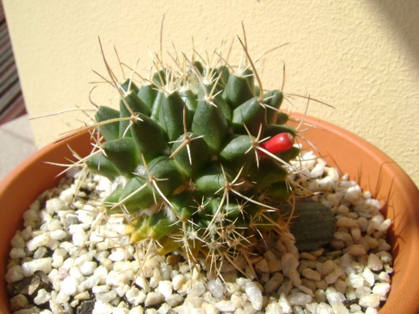 Mammillaria compressa - Cactusi 2017 continuare