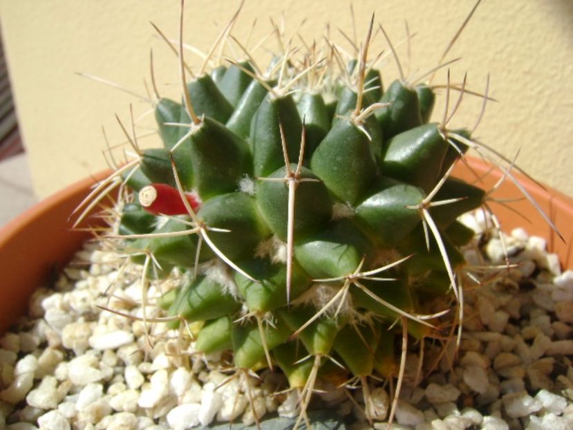 Mammillaria compressa - Cactusi 2017 continuare