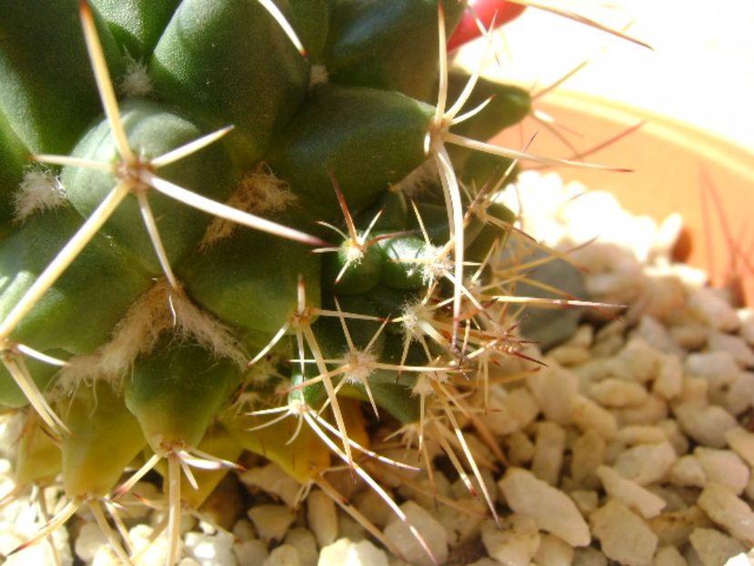 Mammillaria compressa - Cactusi 2017 continuare