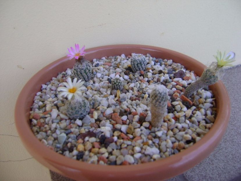 Grup de 6 Turbinicarpus - Cactusi 2017 continuare