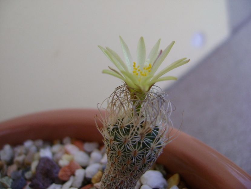 Turbinicarpus krainzianus v. minimus - Cactusi 2017 continuare