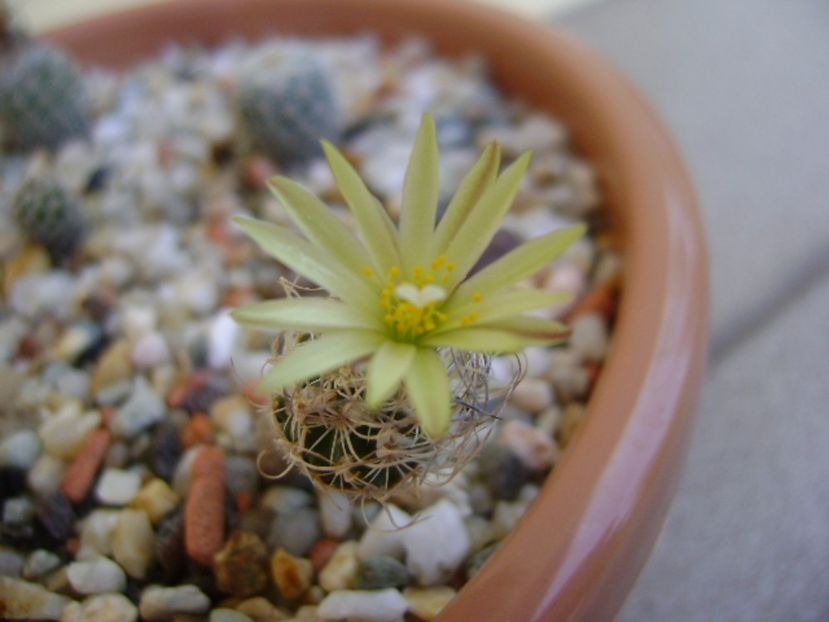 Turbinicarpus krainzianus v. minimus - Cactusi 2017 continuare