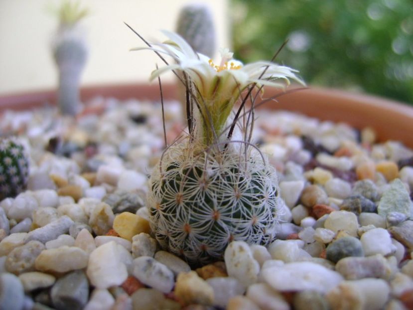 Turbinicarpus krainzianus v. lausseri - Cactusi 2017 continuare