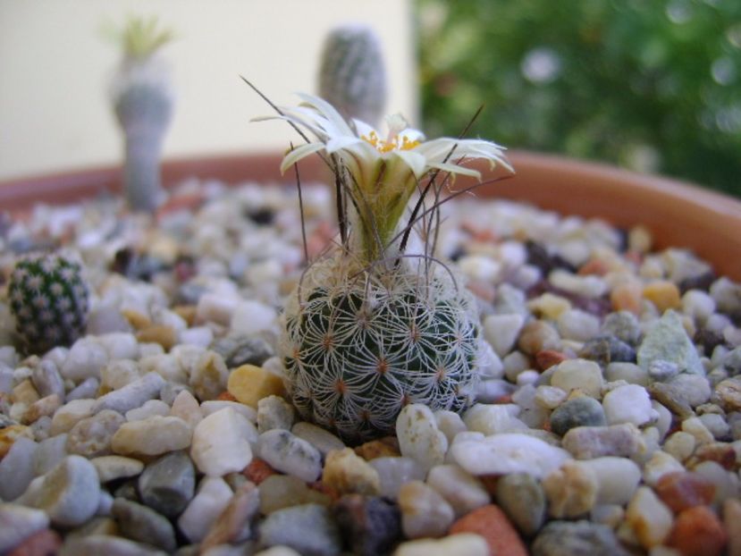 Turbinicarpus krainzianus v. lausseri - Cactusi 2017 continuare