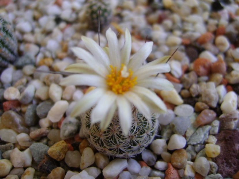Turbinicarpus krainzianus v. lausseri - Cactusi 2017 continuare