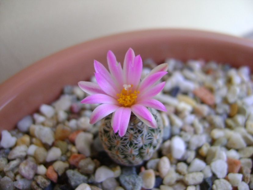 Turbinicarpus dickisoniae - Cactusi 2017 continuare