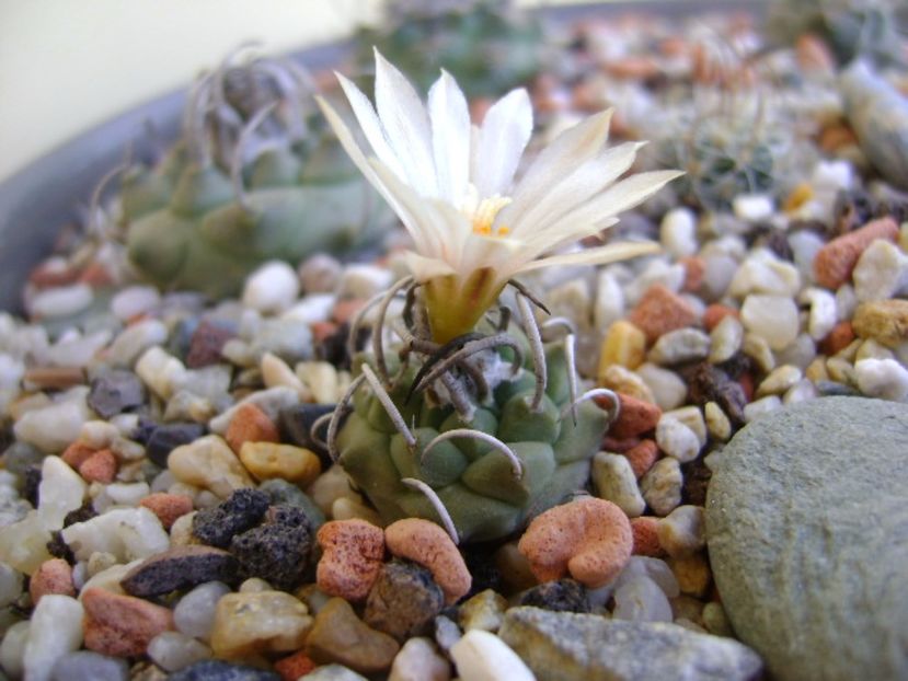 Turbinicarpus pachystele - Cactusi 2017 continuare