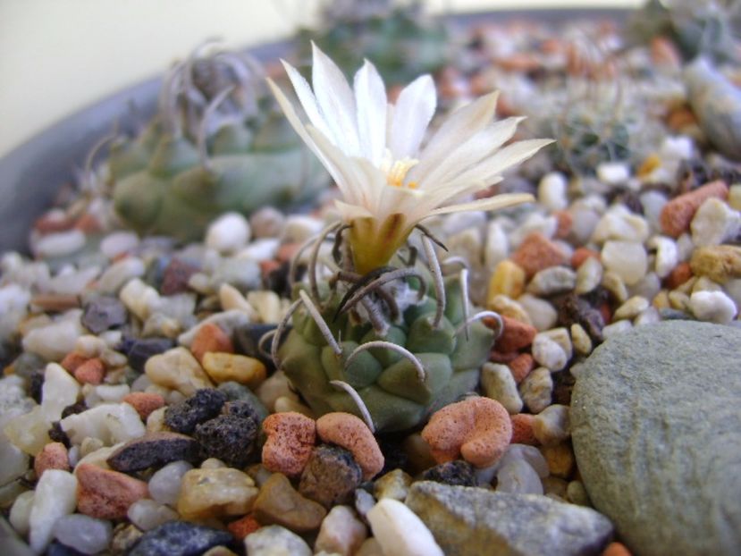 Turbinicarpus pachystele - Cactusi 2017 continuare