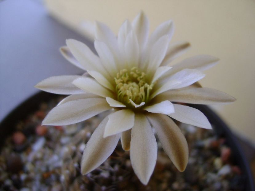 Gymnocalycium ragonesei - Cactusi 2017 Gymnocalycium
