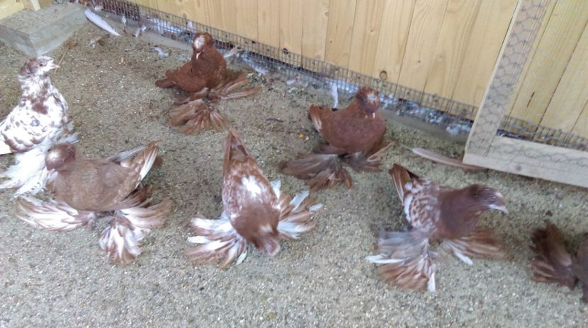  - Tobosari germani tineret 2017