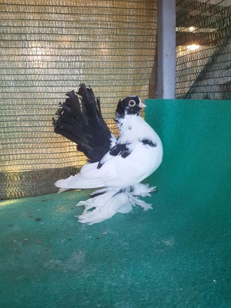 M 2017, 5784, 90 lei - au fost VANDUTI