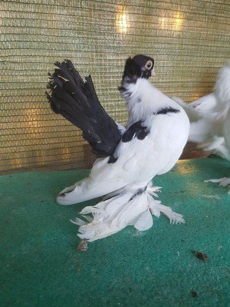 M 2017, 5784, 90 lei - au fost VANDUTI