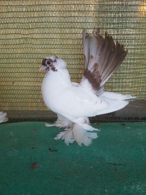 5915, 2017 - NORDCAUCAZIAN cu coada rosie red tail pigeons