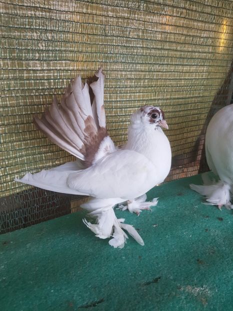 5915, 2017 - NORDCAUCAZIAN cu coada rosie red tail pigeons