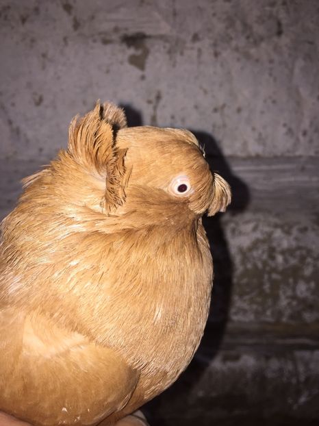 Femela 2016 - Jucatori de Botosani Galbeni