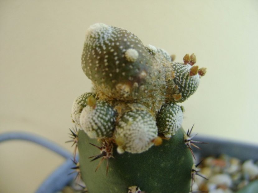Blossfeldia liliputana - Cactusi 2017 final de an