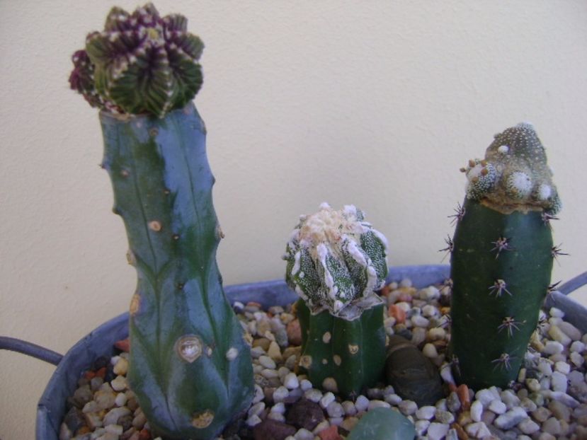 Grup de 3 cactusi altoiti - Cactusi 2017 final de an