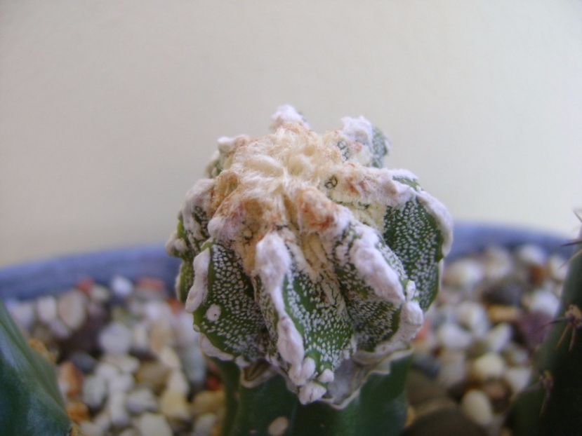 Astrophytum myriostigma cv. Fukuryu reticulatus - Cactusi 2017 final de an