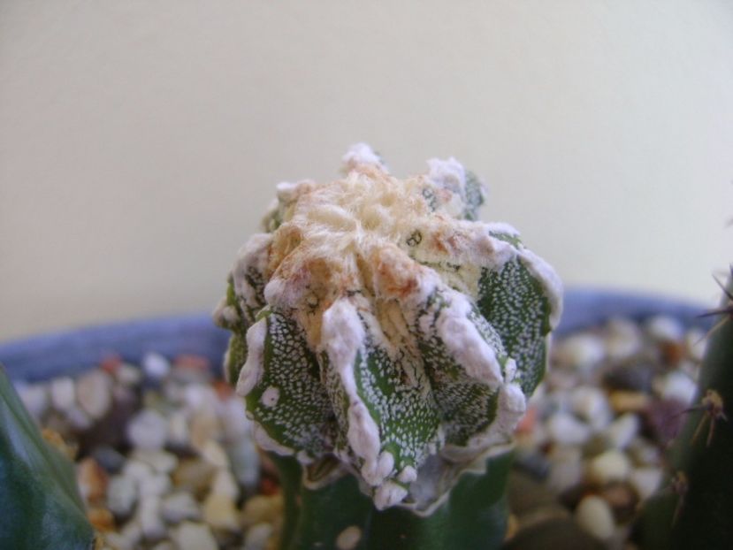 Astrophytum myriostigma cv. Fukuryu reticulatus - Cactusi 2017 final de an